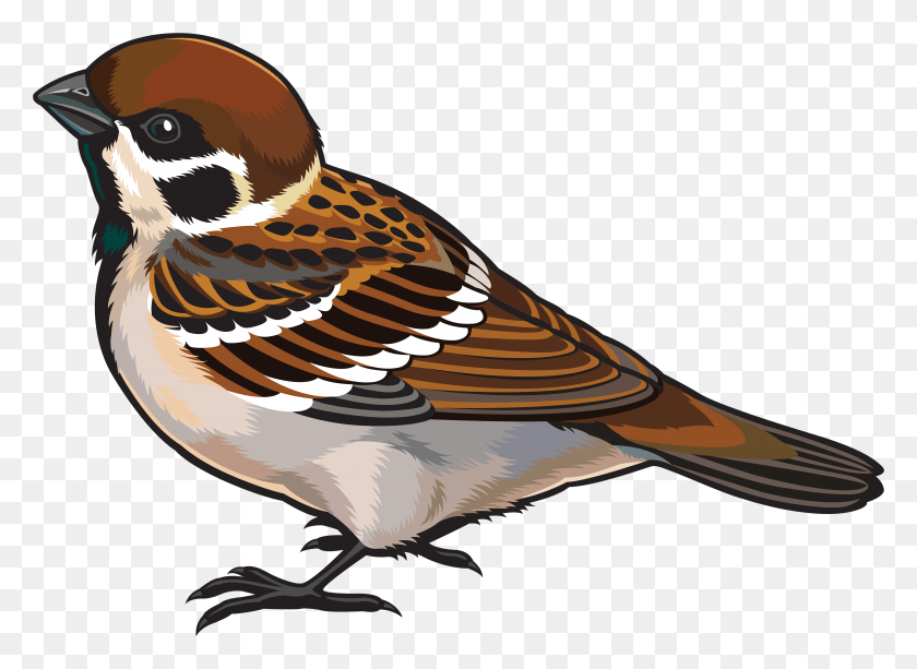3889x2759 Sparrow Clipart Bird Fly Clipart Images Of Sparrow, Animal, Finch, Jay HD PNG Download