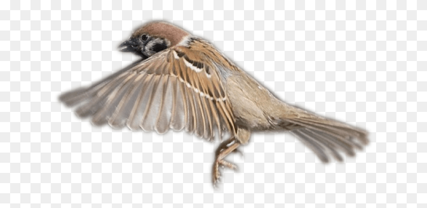 630x349 Sparrow Clipart Transparent Background Flying House Sparrow, Bird, Animal, Finch HD PNG Download