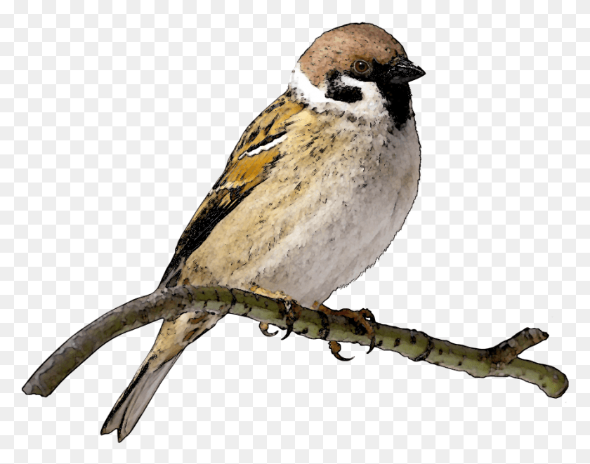 890x686 Sparrow Free Image Sparrow, Bird, Animal, Finch HD PNG Download