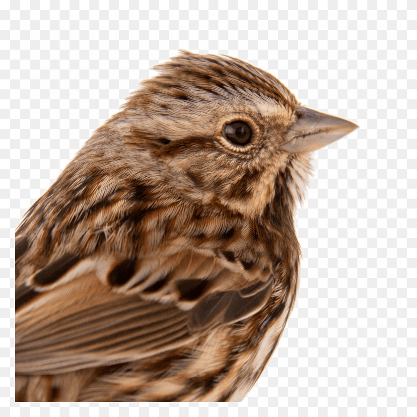 1920x1920 Sparrow Free Sparrow, Bird, Animal, Anthus HD PNG Download