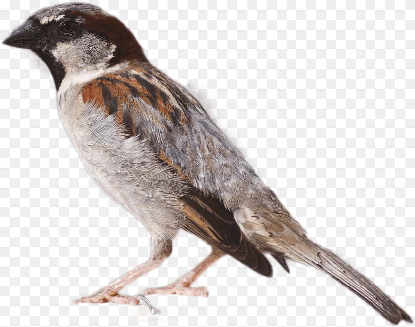 1144x902 Sparrow Image House Sparrow, Animal, Bird, Finch Transparent PNG