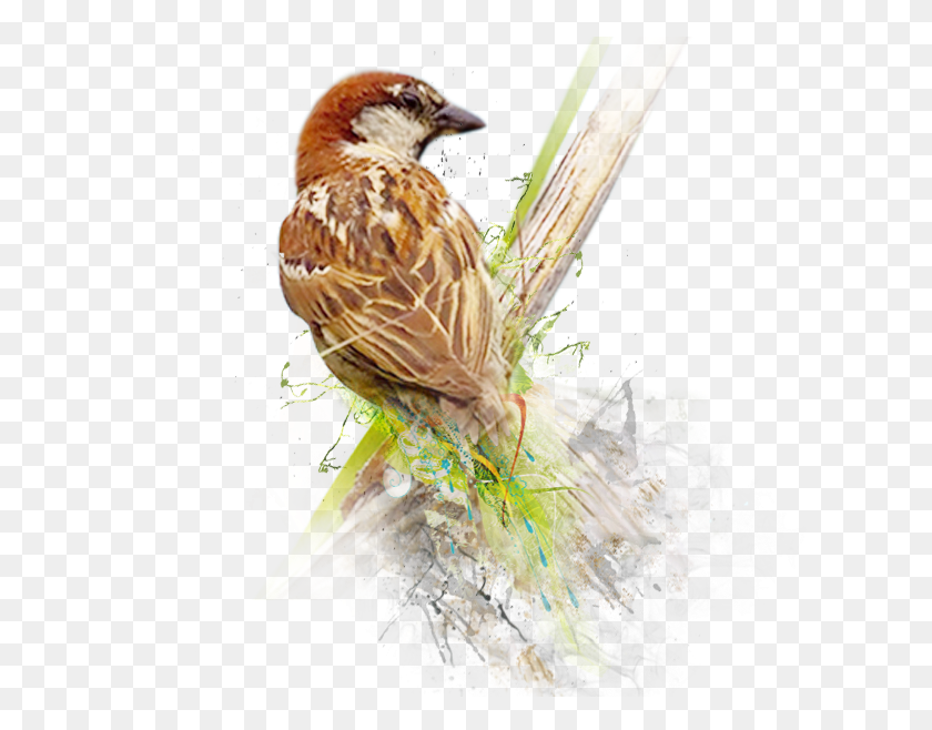 720x598 Sparrow Image World Sparrow Day 2019, Bird, Animal, Anthus HD PNG Download