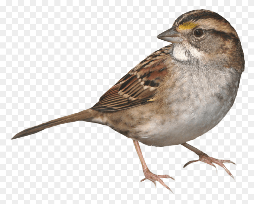 1671x1314 Sparrow Transparent Images Sparrow, Bird, Animal, Anthus HD PNG Download