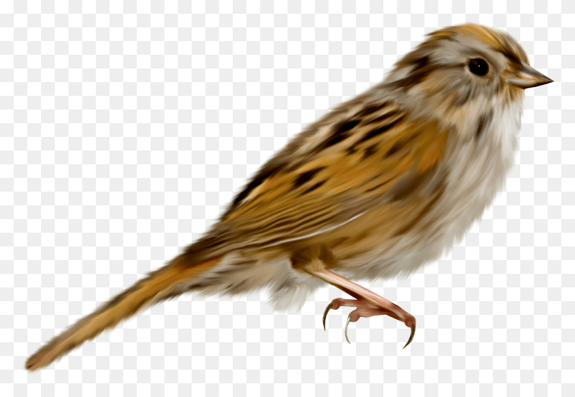 2375x1585 Sparrow Transparent Images Transparent Imagen De Pajaros, Bird, Animal, Anthus HD PNG Download