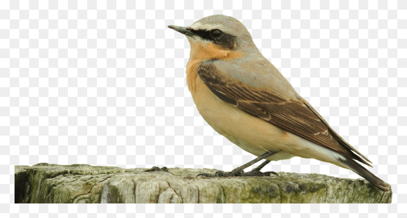960x480 Sparrow Transparent Images Transparent Songbirds, Bird, Animal, Jay HD PNG Download