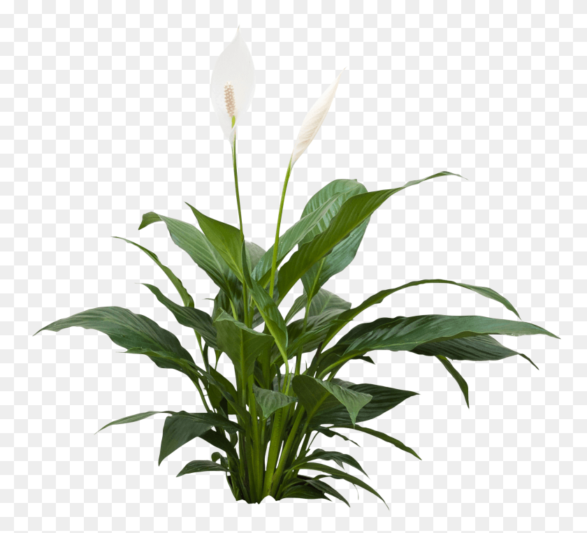 1962x1770 Спатифиллум Тафель Завод, Цветок, Цветение, Acanthaceae Png Скачать