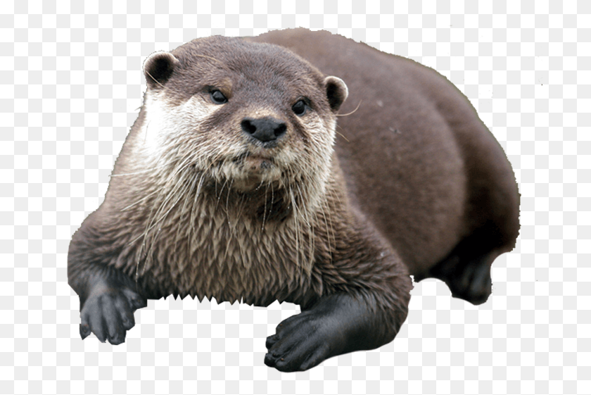 703x501 Speaking About How The Dead Formed Weir Once Said Transparent Otter, Bear, Wildlife, Mammal HD PNG Download