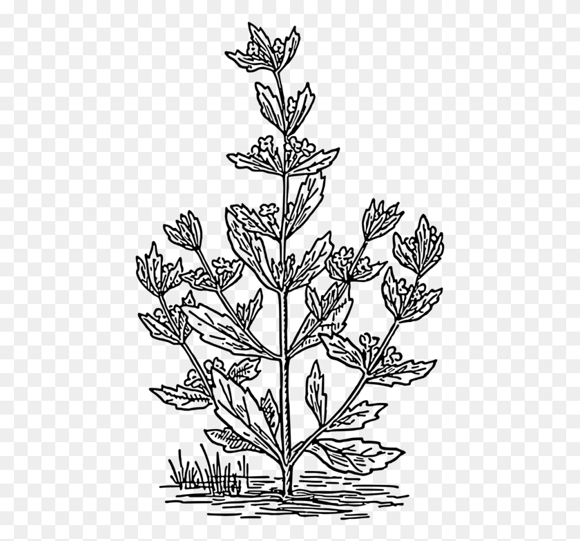 449x723 Spearmint Herbaceous Plant Drawing Coloring Book Plants Spearmint Coloring Page, Gray, World Of Warcraft HD PNG Download