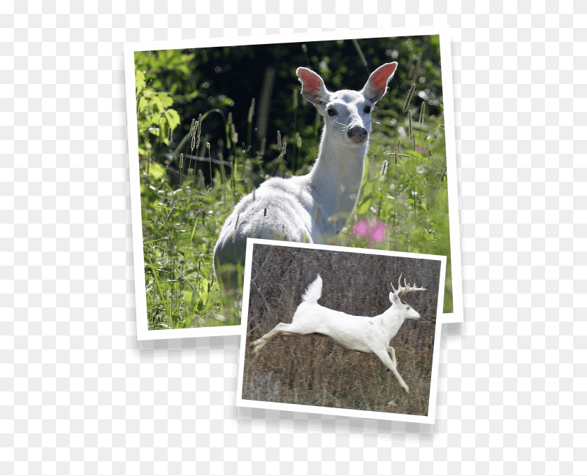 536x621 Special Tours White Tailed Deer, Wildlife, Mammal, Animal HD PNG Download