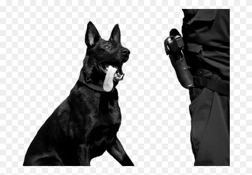 693x525 Specialist Training Guard Dog, Pet, Canine, Animal HD PNG Download