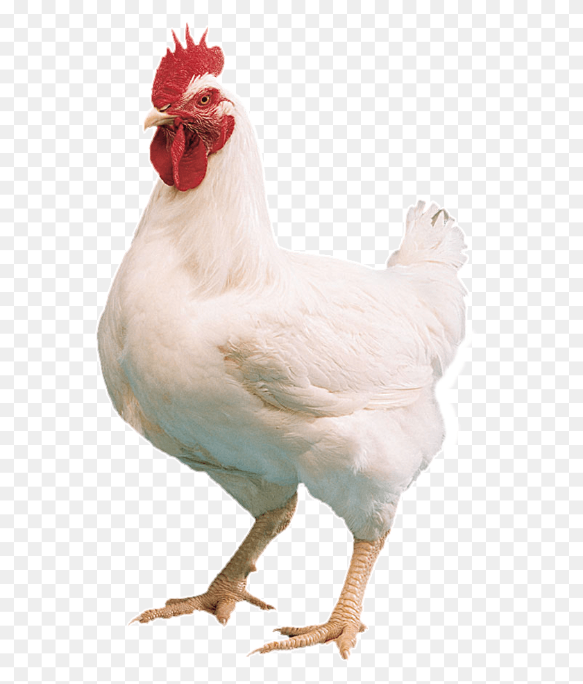 634x924 Specialists In Farm Amp Animal Farm Chicken, Poultry, Fowl, Bird HD PNG Download