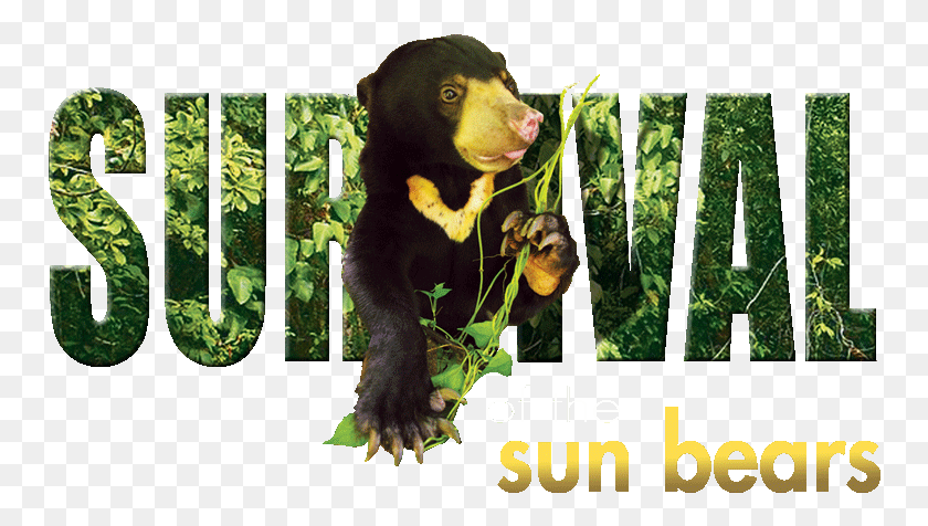 754x416 Species In Danger Malayan Sun Bear, Wildlife, Mammal, Animal HD PNG Download