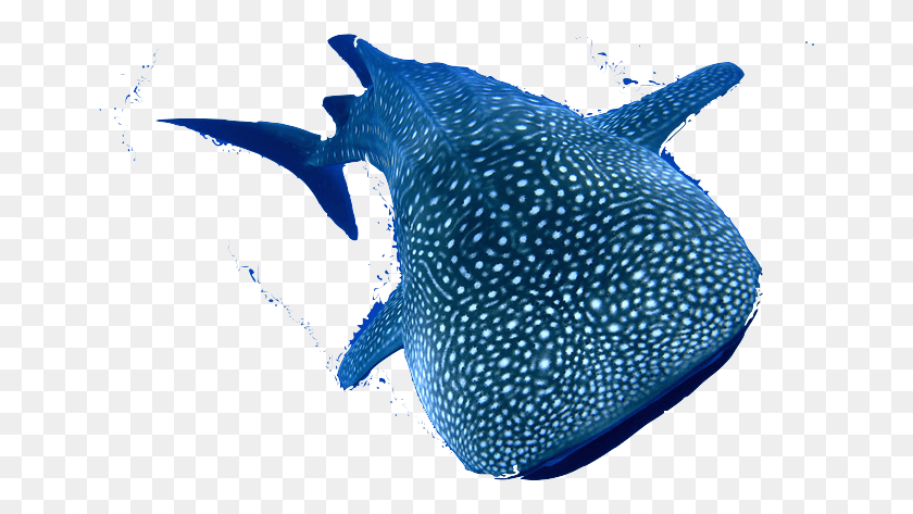 659x413 La Especie Png / Tiburón Ballena Hd Png