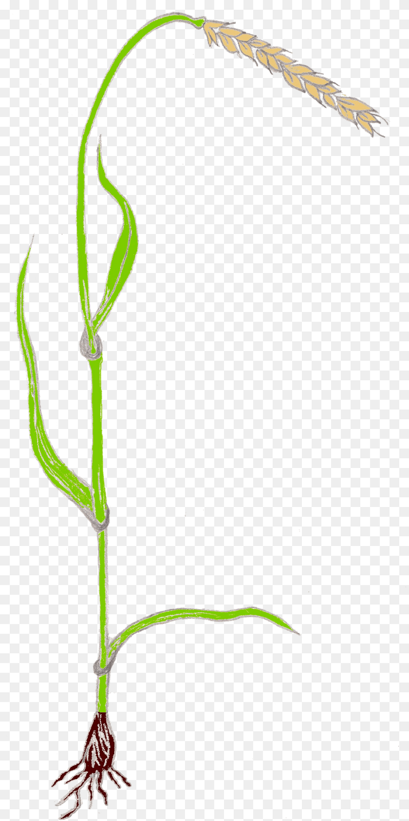 958x1920 Spelt Clipart, Grass, Plant, Agropyron PNG