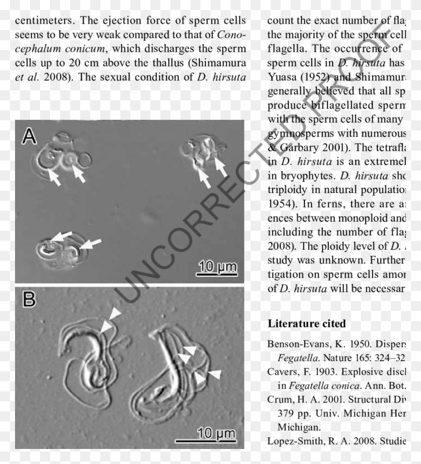 850x943 Sperm Cells Of D Scorpion, Text, Outdoors, Nature HD PNG Download