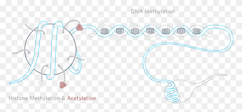 1024x434 Sperm Epigenetics Graphic Design, Graphics, Text HD PNG Download