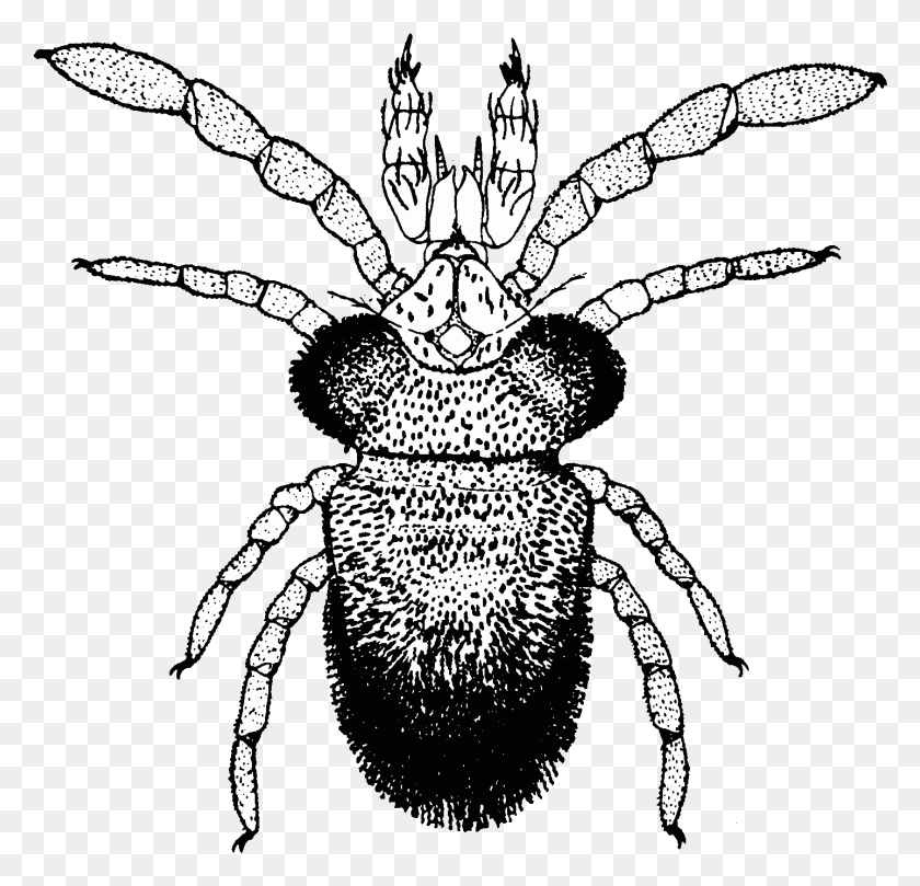 1439x1382 Sperm Structure In Parasitidae Mites Weevil, Animal, Spider, Invertebrate HD PNG Download