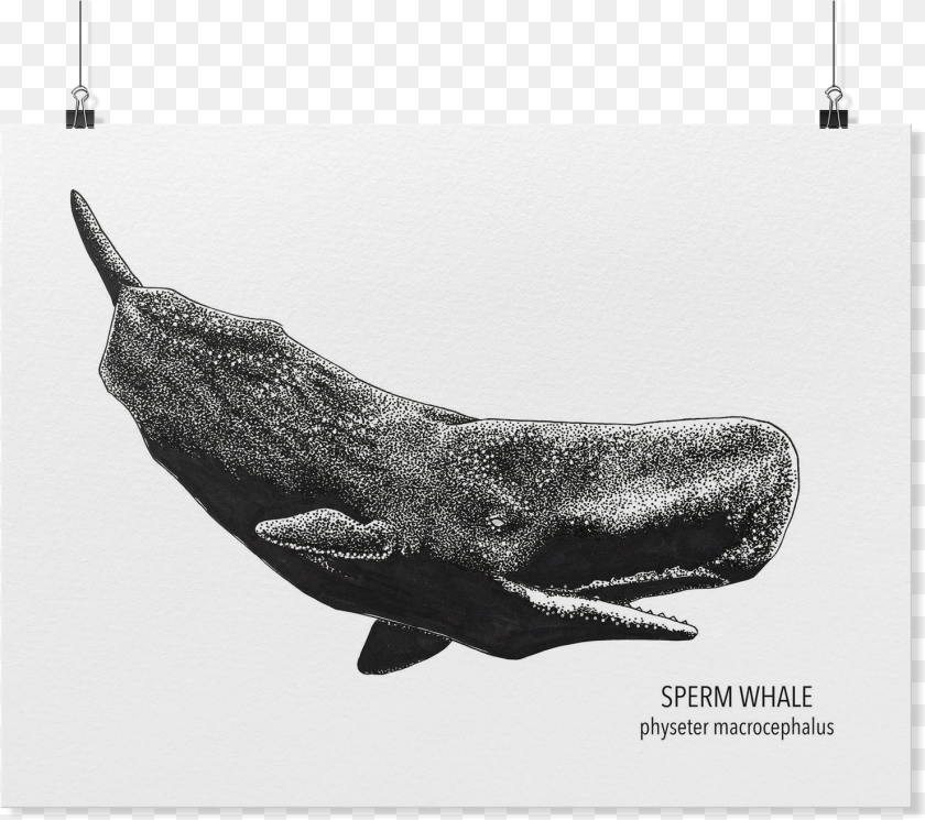 Sperm Whale Art, Animal, Mammal, Sea Life, Fish PNG