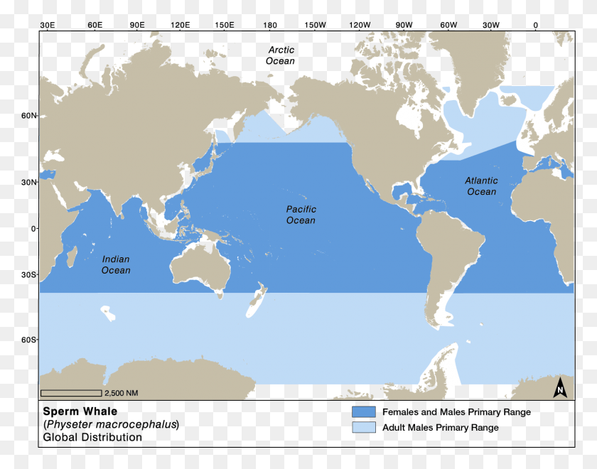 1498x1153 Sperm Whale Global Distribution Map, Diagram, Plot, Atlas HD PNG Download
