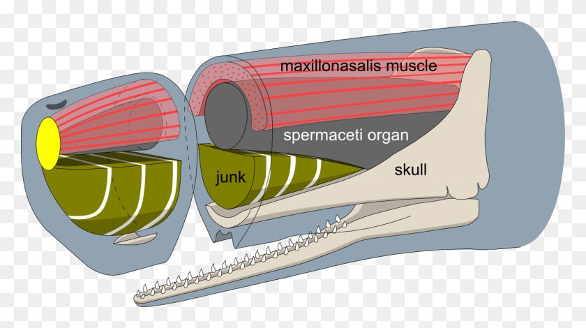 1340x706 Sperm Whale Head Anatomy Profile Sperm Whale Head Anatomy, Nature, Text, Outdoors HD PNG Download