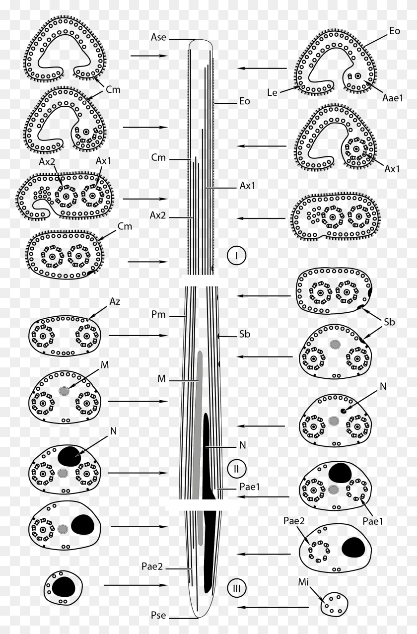 1648x2572 Spermatozoa Of Bucephalidae Drawing, Plot, Text, Diagram HD PNG Download
