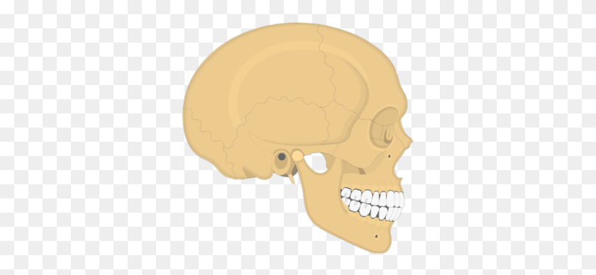 327x328 Sphenoid Bone External Acoustic Meatus Lateral View, Jaw, Teeth, Mouth HD PNG Download