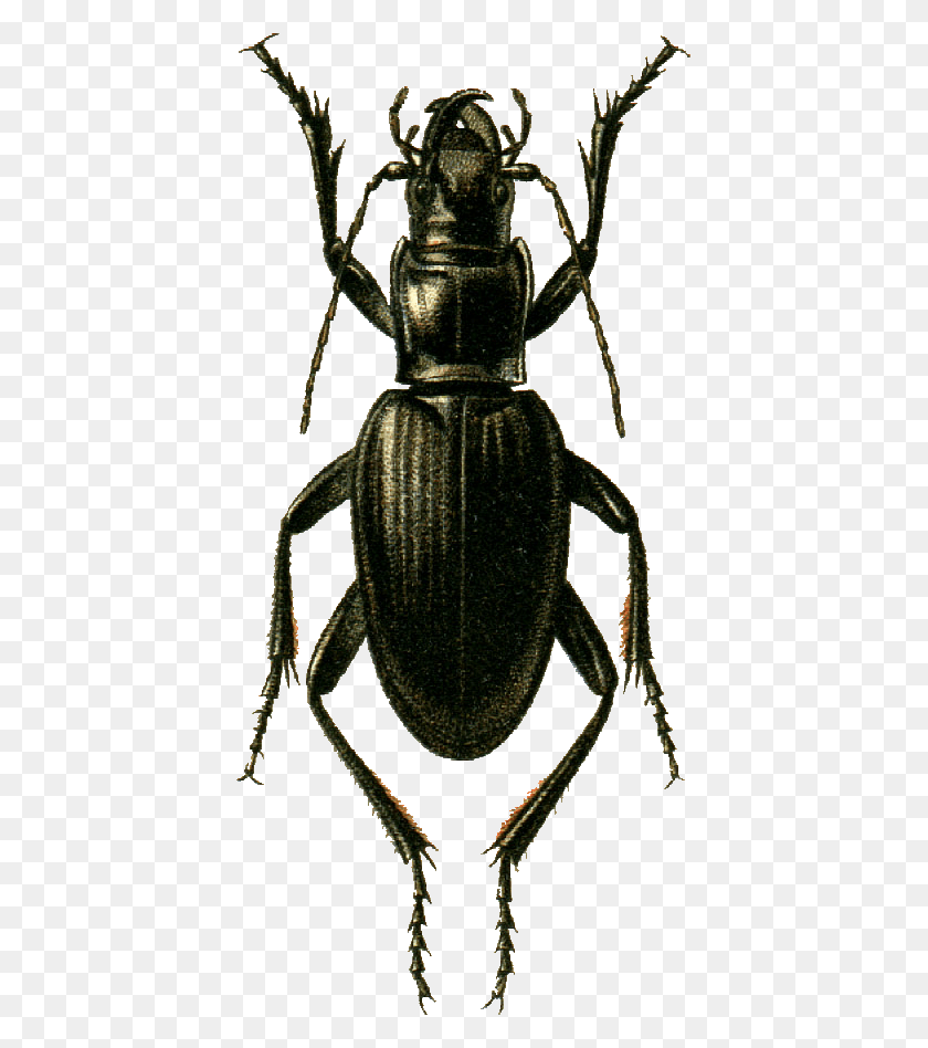 411x888 Sphodrus Goliath Jacobson Weevil, Насекомое, Беспозвоночное, Животное, Hd Png Скачать