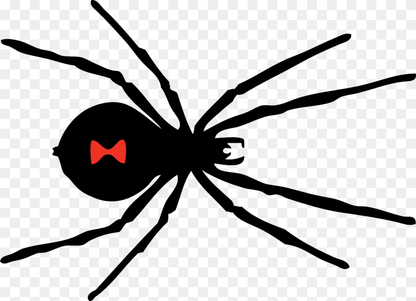 Spider, Animal, Invertebrate, Black Widow, Insect Clipart PNG