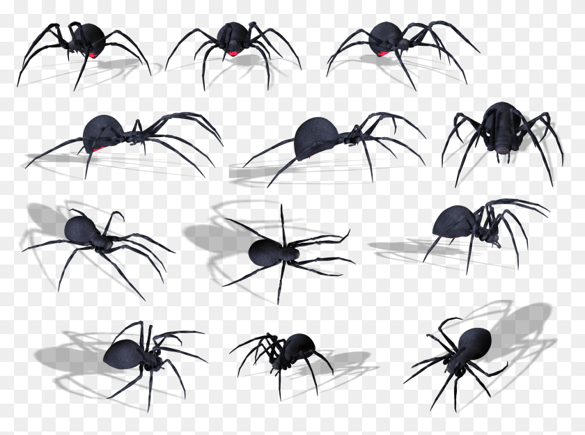 Spider, Animal, Invertebrate, Art, Collage Sticker PNG