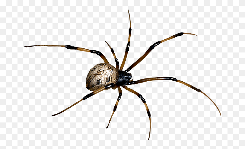 677x451 Spider Clipart Spider, Invertebrate, Animal, Arachnid HD PNG Download