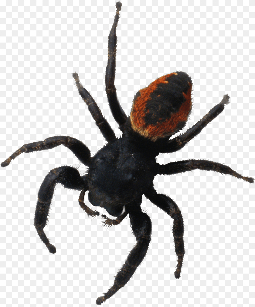 2031x2441 Spider Image Pauk, Animal, Invertebrate, Insect, Tarantula Sticker PNG