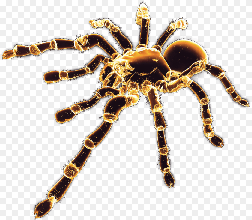 Spider Spider Render, Animal, Invertebrate, Insect, Tarantula Sticker PNG