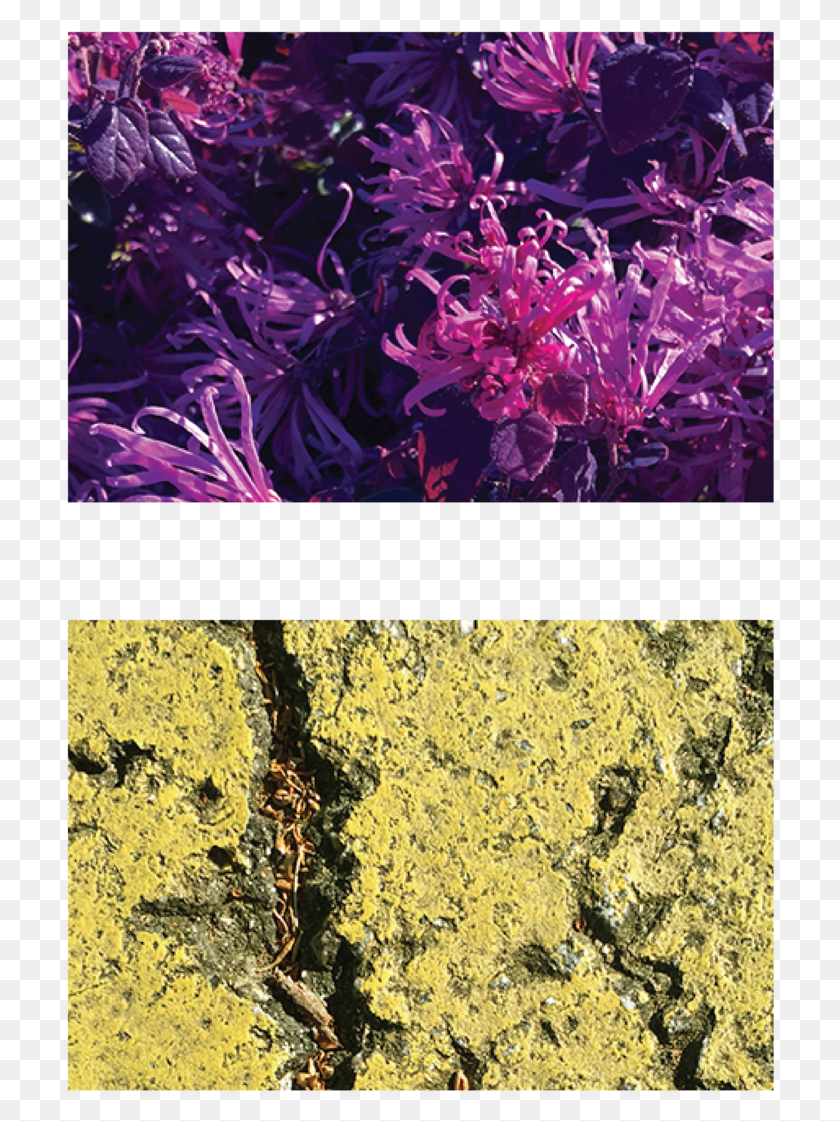 708x1061 Descargar Png Araña Lirios Asfalto Pintura Rayas Iris, Planta, Brote, Brote Hd Png