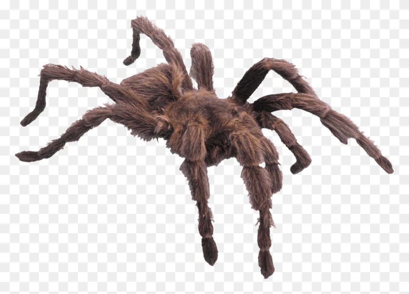 1637x1145 Spider Minibeast Has Six Legs, Tarantula, Insect, Invertebrate HD PNG Download