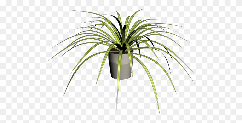 518x369 Spider Plant Roystonea, Palm Tree, Tree, Arecaceae HD PNG Download