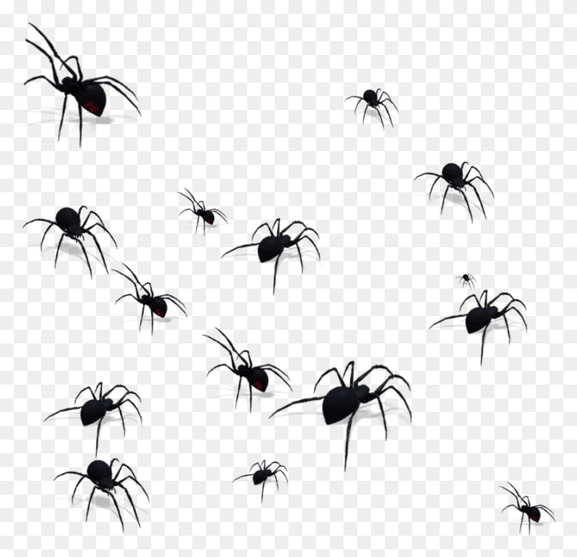 866x834 Spider Spiders Insect Blackinsect Ftestickers Membrane Winged Insect, Nature, Outdoors, Night HD PNG Download