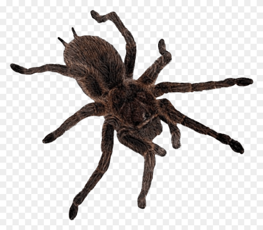 872x755 Spider Spiderweb Creepy Cute Tarantula Goth Tarantula, Insect, Invertebrate, Animal HD PNG Download