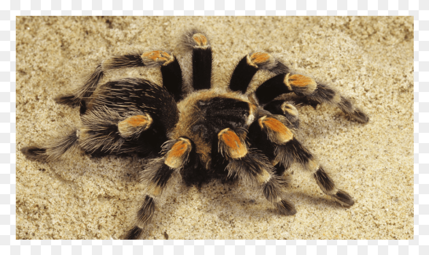 867x488 Spider Tarantula Sand, Insect, Invertebrate, Animal HD PNG Download