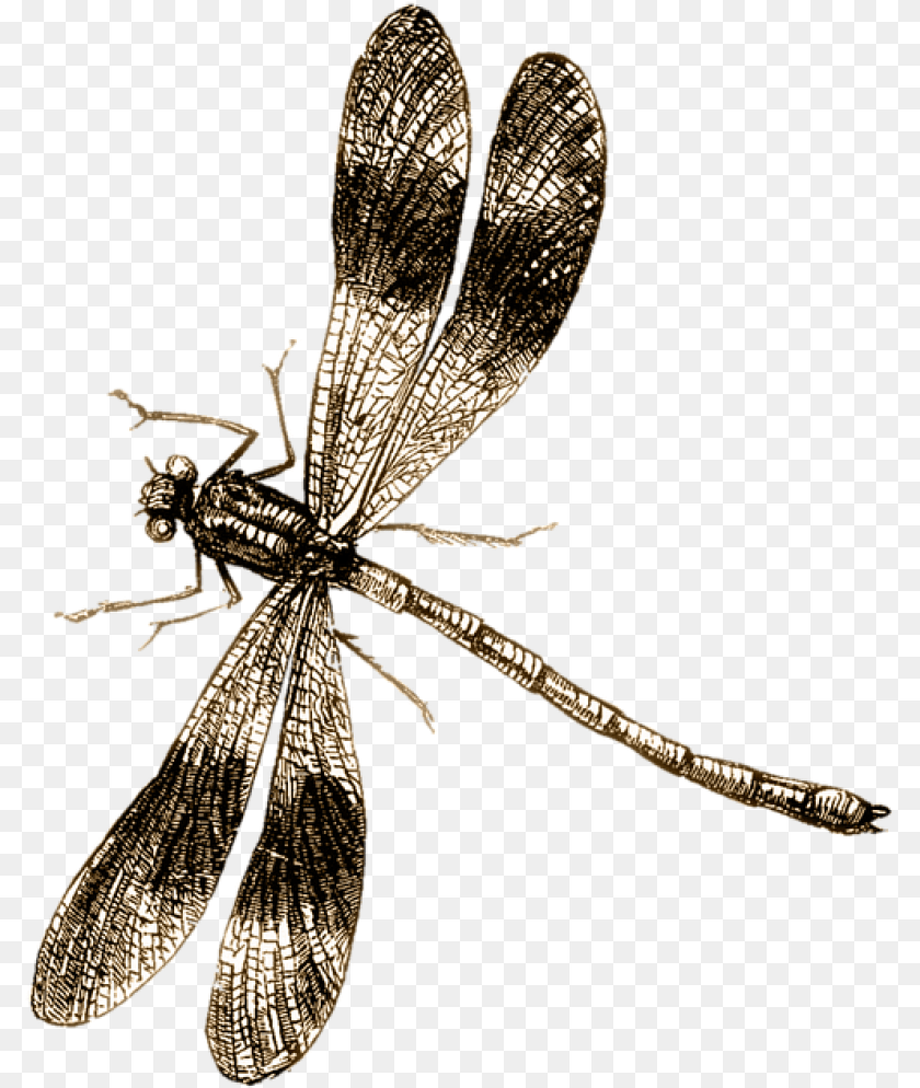 797x994 Spider Tattoo, Animal, Insect, Invertebrate, Dragonfly PNG