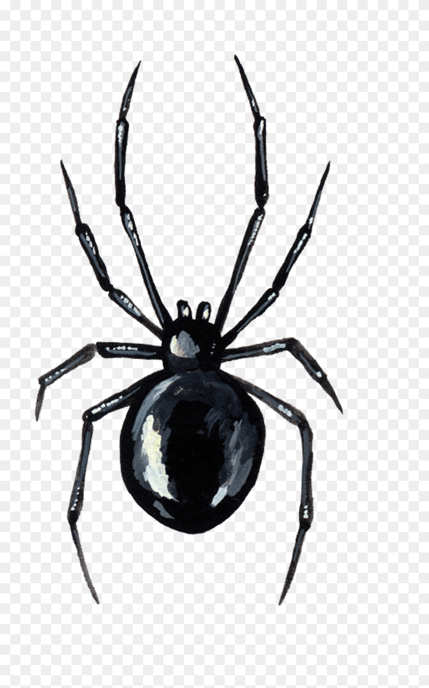 1142x1829 Spider Tattoo, Animal, Invertebrate, Black Widow, Insect Sticker PNG