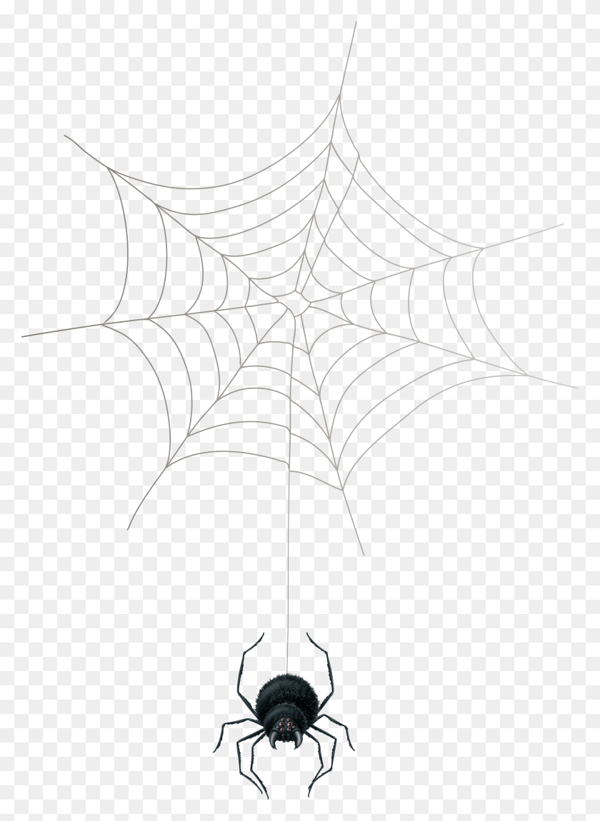 5668x7923 Spider Web Clip Art Spider Web, Spider, Invertebrate, Animal HD PNG Download