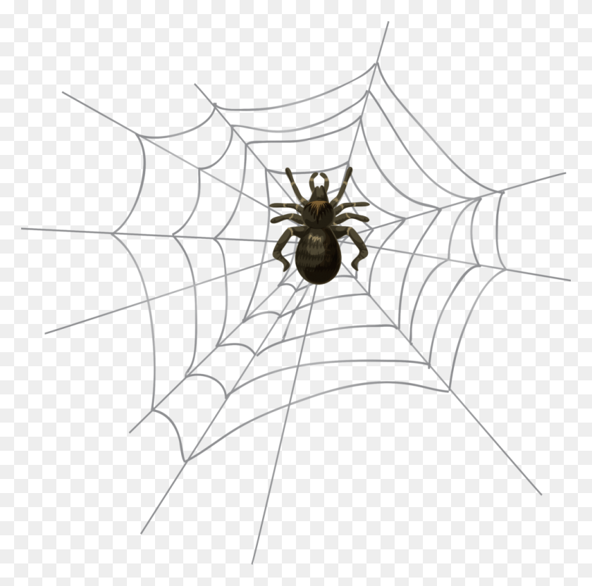 1024x1014 Spiderweb Clipart Bow 5 Spider Web Spider Web, Spider, Invertebrate, Animal HD PNG Download