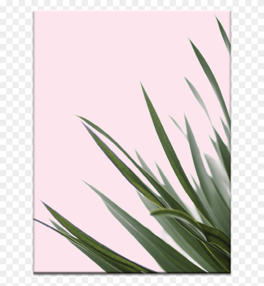 639x849 Spikes Grow Through What You Go Through Background, Plant, Agavaceae, Flower HD PNG Download