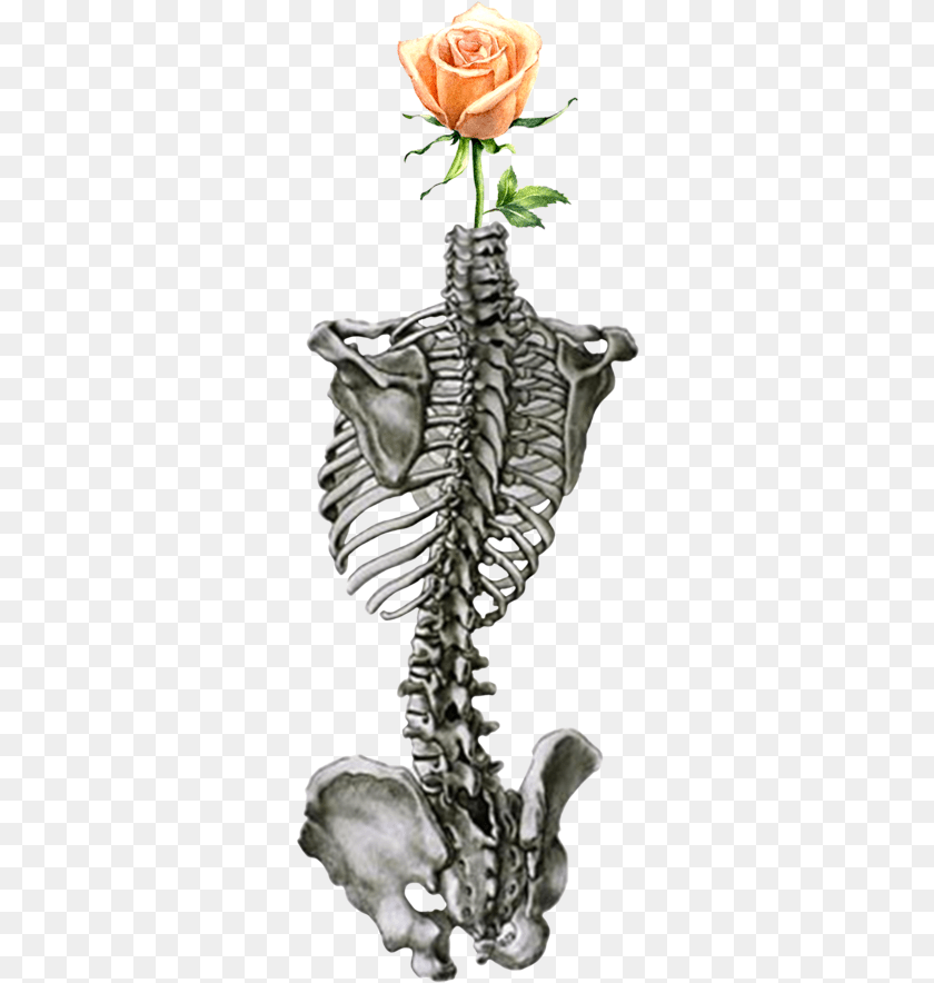 Spin Of Human Body, Flower, Plant, Rose, Person Transparent PNG