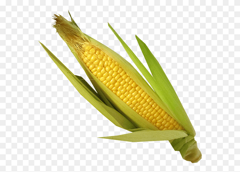 577x542 Spinach Corn Corn Kernels, Plant, Vegetable, Food HD PNG Download