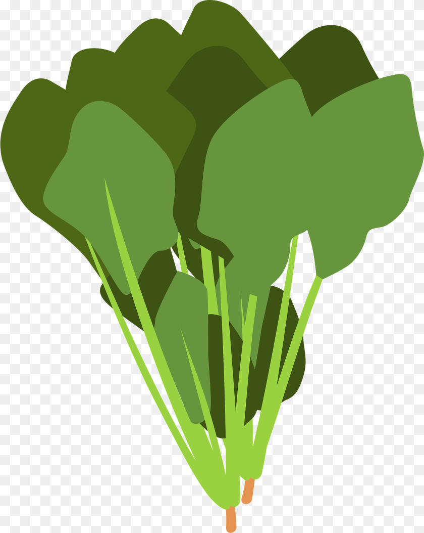 Spinach Leaves Clipart, Food, Produce, Leafy Green Vegetable, Plant Transparent PNG