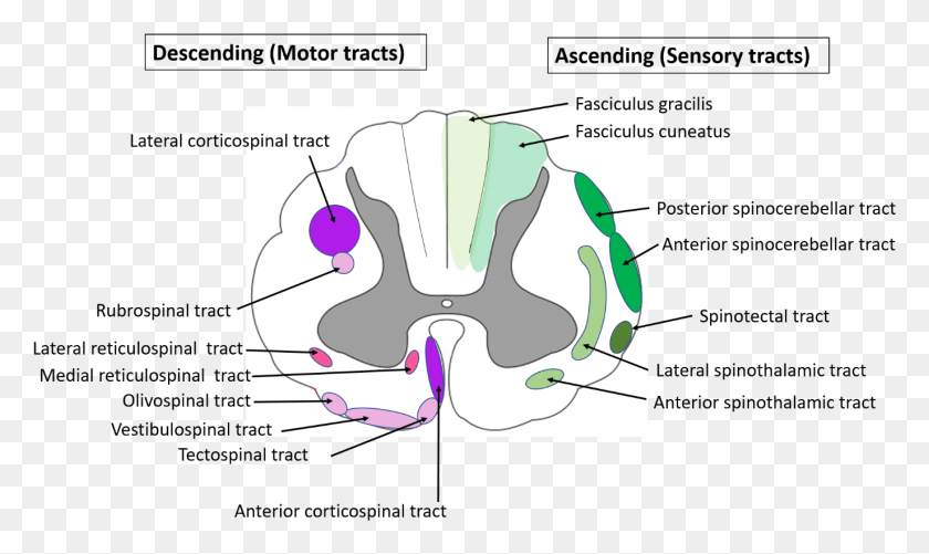 1374x777 Spinal Cord Anatomy Location Of Ascending And Descending Transverse Spinal Cord Structure, Plot, Diagram, Measurements HD PNG Download