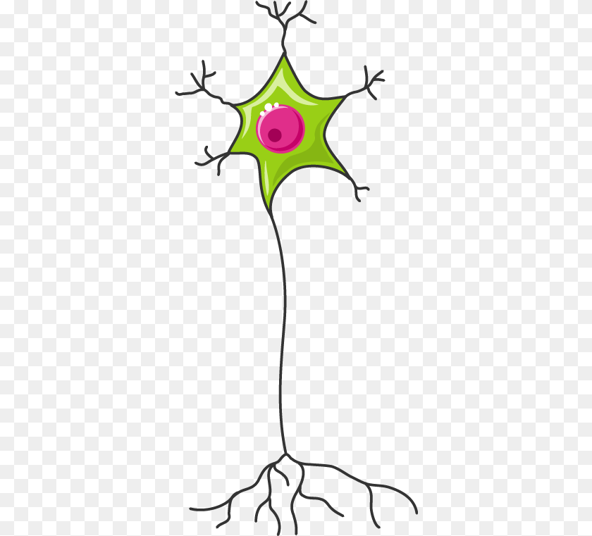 Spinal Cord Section, Leaf, Plant, Pattern, Animal Clipart PNG