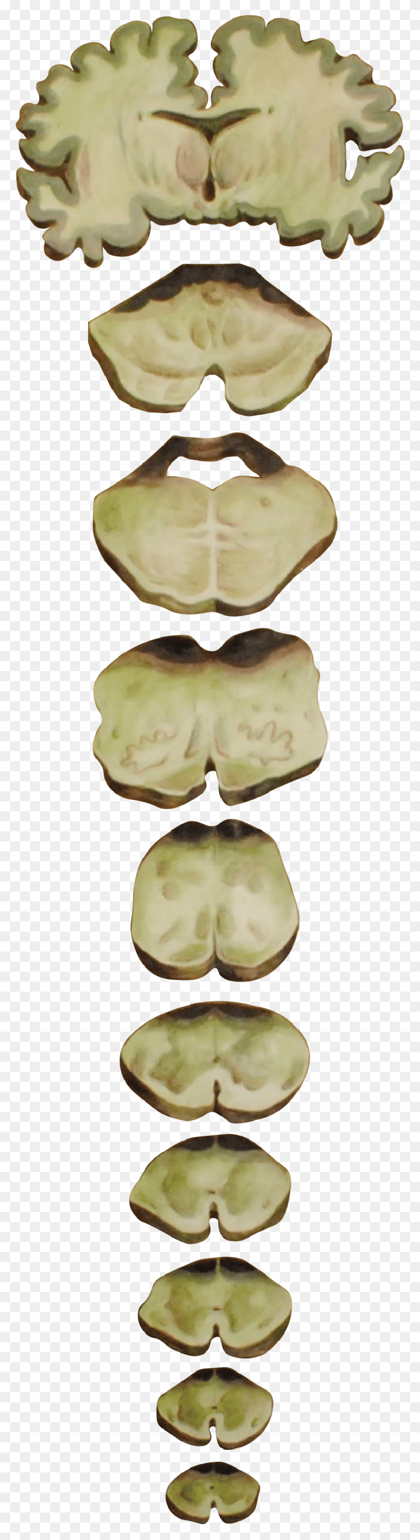 822x3178 Spinal Cord Spinal Cord Transparent, Plant, Vegetable, Food HD PNG Download