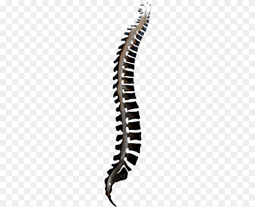 157x682 Spinal Wall Art Spine Art, Animal, Invertebrate, Worm Transparent PNG